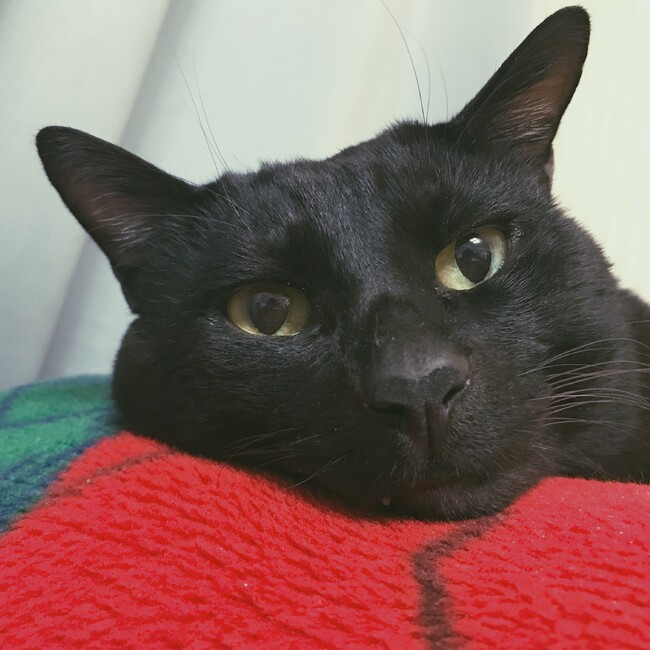 ミナミミのカバー写真