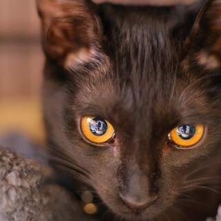 人慣れ抜群！人間が大好き甘えん坊のくろっちちゃん