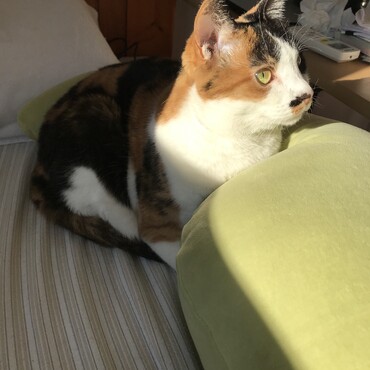 ベッドの上のきなこちゃん