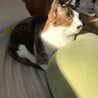 ベッドの上のきなこちゃん