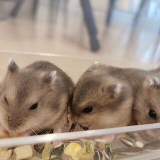 ジャンガリアンハムスターのキッズ