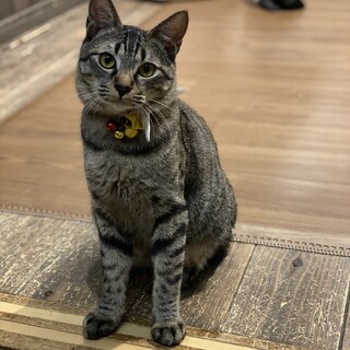 人慣れ抜群！甘えん坊の小次郎くん