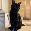 わんぱくなブラックスモーク一郎