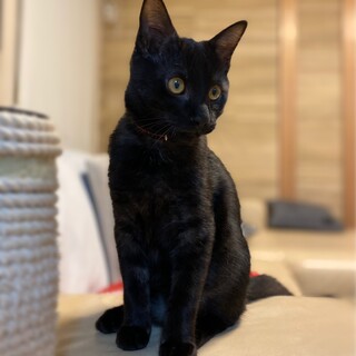 わんぱくなブラックスモーク一郎