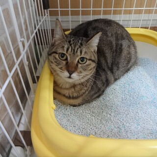 美猫☆口元が白くて可愛いキジトラの女の子