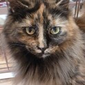 【コルチナ】おかげさまで里親様が決まりました。