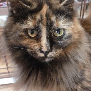 【コルチナ】おかげさまで里親様が決まりました。