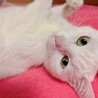 【急募】キレイな白猫ちゃん 約2歳 メス サムネイル1