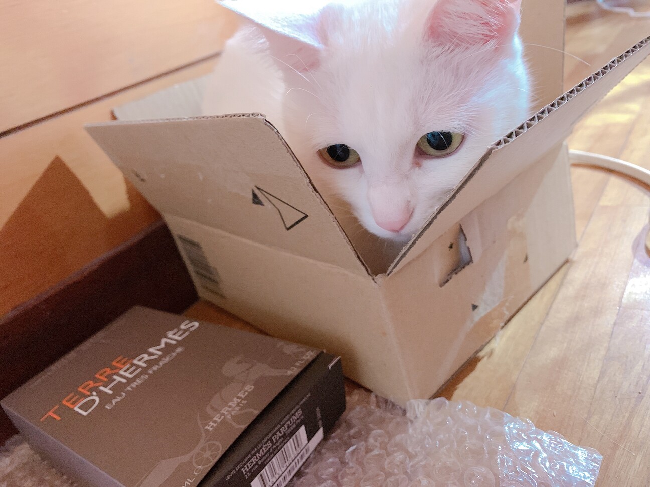 【急募】キレイな白猫ちゃん 約2歳 メス サムネイル2