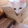 【急募】キレイな白猫ちゃん 約2歳 メス サムネイル2