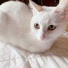 【急募】キレイな白猫ちゃん 約2歳 メス サムネイル3
