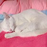 【急募】キレイな白猫ちゃん 約2歳 メス サムネイル4
