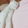 【急募】キレイな白猫ちゃん 約2歳 メス サムネイル5