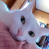 【急募】キレイな白猫ちゃん 約2歳 メス サムネイル6