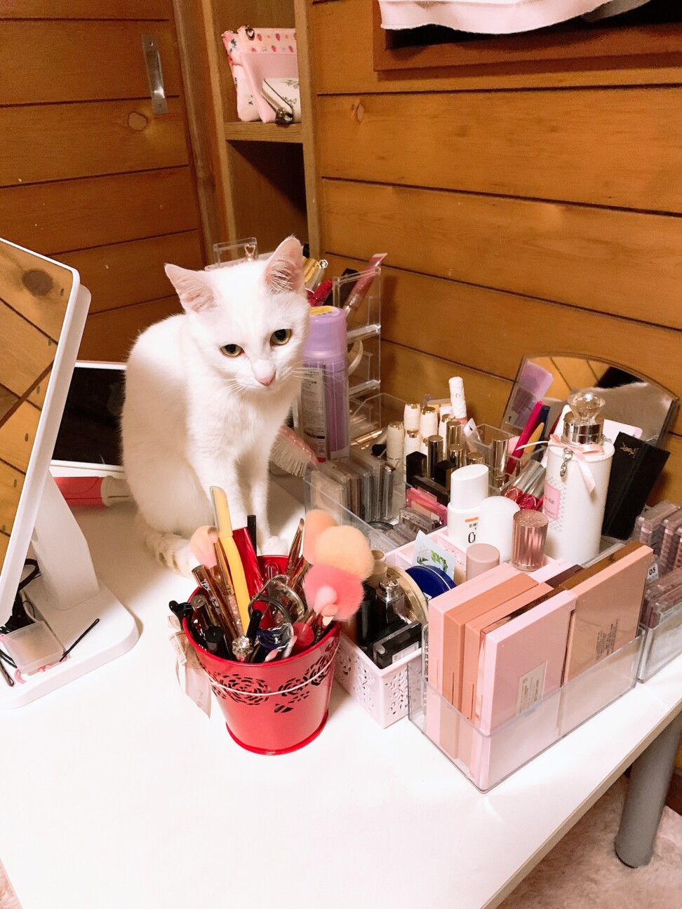 【急募】キレイな白猫ちゃん 約2歳 メス サムネイル7