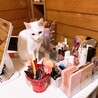 【急募】キレイな白猫ちゃん 約2歳 メス サムネイル7