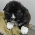 里親様に迎えられました。子犬♂259