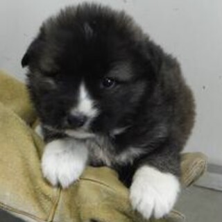 里親様に迎えられました。子犬♂259