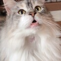 【シャモニー】おかげ様で里親様が決まりました！