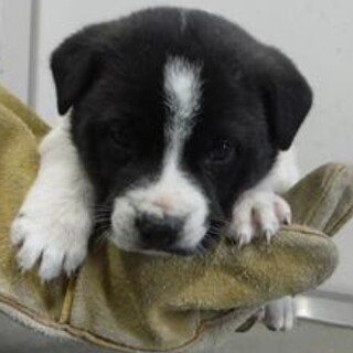 里親様決定。子犬♀260