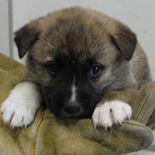 里親様決定。子犬♀261