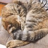 まなみみ