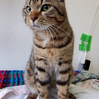 くっきり模様のイケメンキジトラ