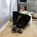 里親様決定！人も犬も大好き★2.5ヶ月♀