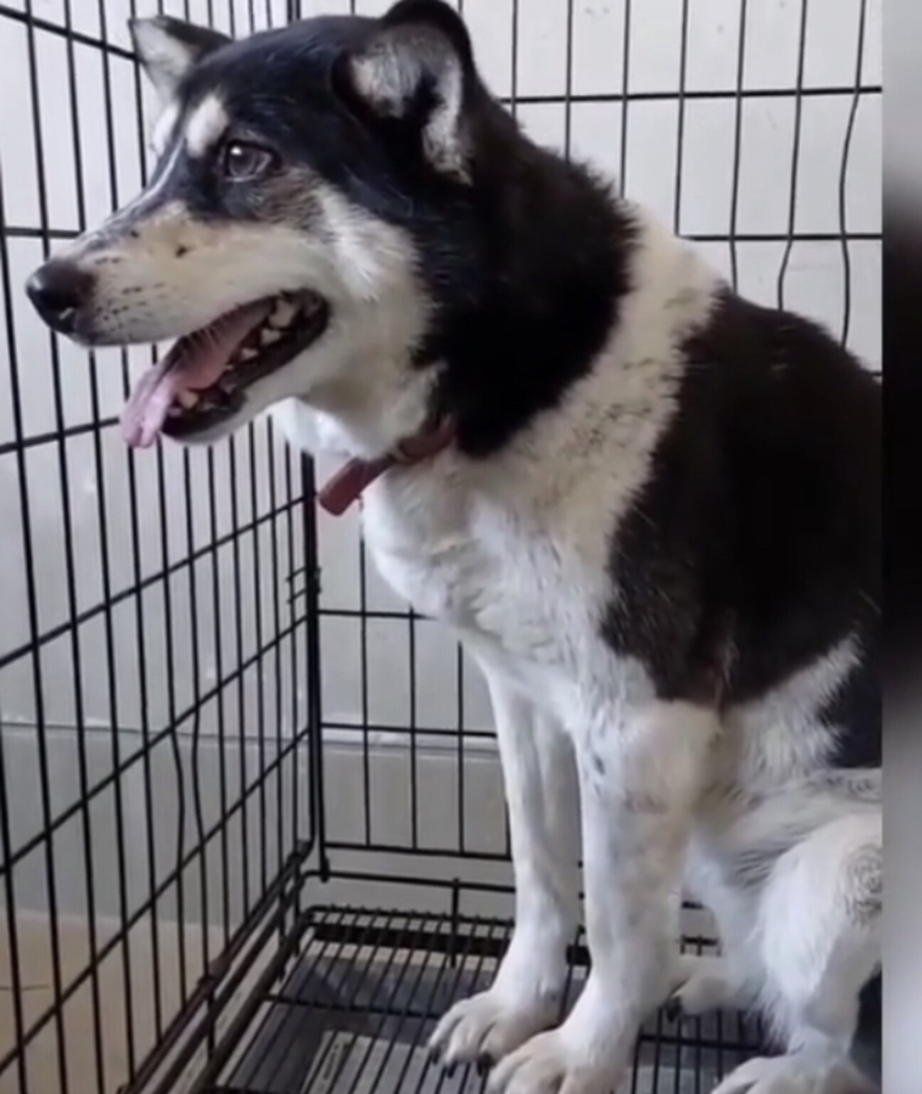 飼い主持ち込み女の子 き 栃木県 犬の里親募集 3531 ペットのおうち 月間利用者150万人