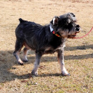 譲渡対象犬のご紹介　0112-1