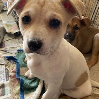 家族に従順なもうすぐ3か月になる3姉妹です