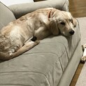 1歳ゴールデン雌　室内飼い経験者希望