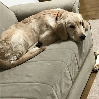 1歳ゴールデン雌　室内飼い経験者希望