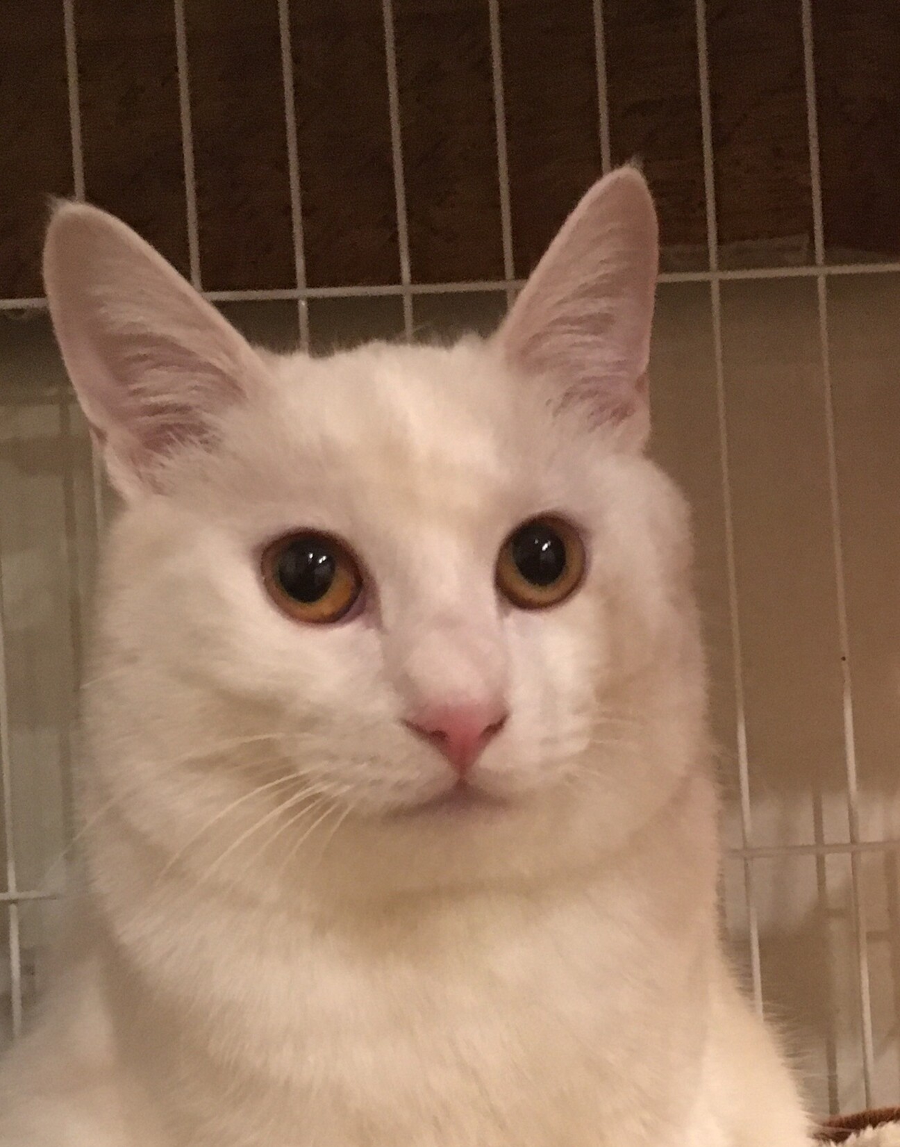 ボルテイル風 白い男の子」神奈川県 - 猫の里親募集(353832 - 猫 八 ヶ月