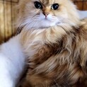 チンチラのチョパちゃん(仮)