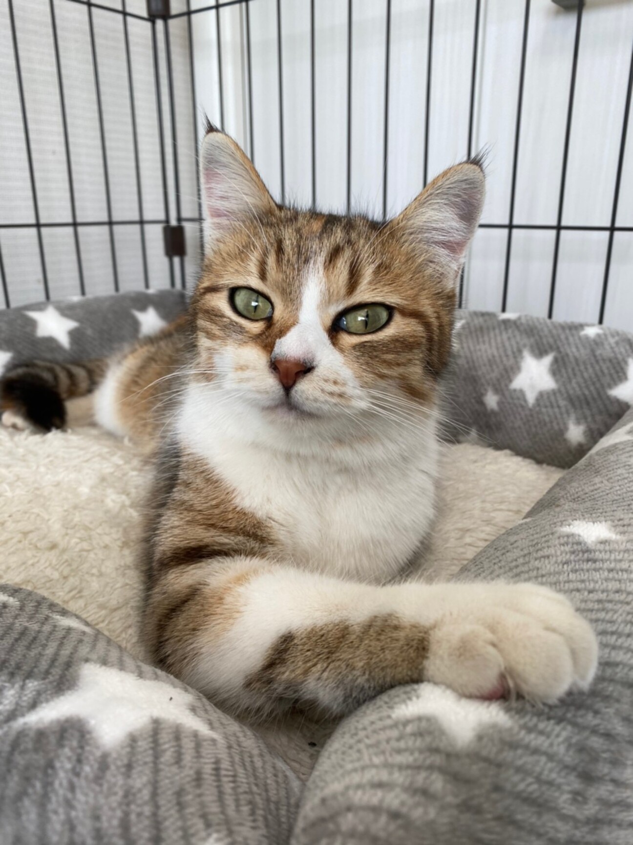 かわいいママ猫 椿 千葉県 猫の里親募集 ペットのおうち 月間利用者150万人