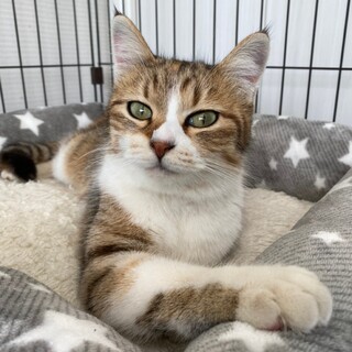 かわいいママ猫　椿♀