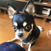 はる