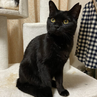 可愛い黒猫の女の子