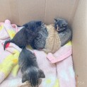 子猫ちゃん♡