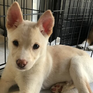 里親様決定！人慣れしてます★メス3ヶ月