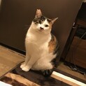 お友達が欲しいの！猫好きなムチムチ三毛さん