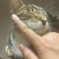活発で甘えっ子なおんなのこ