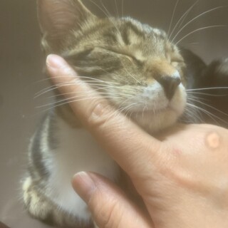 活発で甘えっ子なおんなのこ