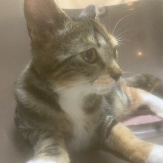 ツンデレ！小ぶりなやんちゃ姫