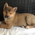 里親様決定！茶色白ソックス★3ヶ月オス
