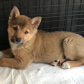 里親様決定！茶色白ソックス★3ヶ月オス