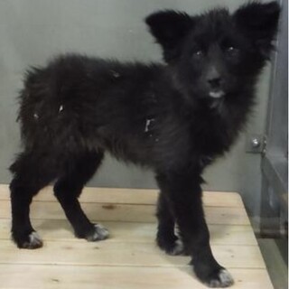団体様より引き出し。子犬　♀　265