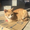 茶トラ(オス)人懐こい身寄りの無い猫ちゃん