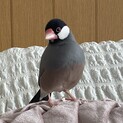 1歳10ヶ月の文鳥のオス